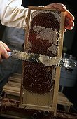 Apiculteur désoperculant un cadre de ruche Ile d'Ouessant ; Reportage Abeille noire de Bretagne.