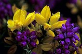 Fleurs de Bruyère cendrée et d'Ajonc de Le Gall Bretagne ; Fleurs butinées par l'abeille noire de Bretagne.<br/><br/>