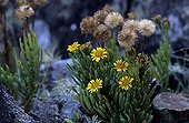 Golden Samphire growing on rocks Ouessant island ; Flower gathered by Honey bee of Bretagne.