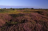 Heather moor at the end of summer Ouessant island Bretagne ; Report Honey bee of Bretagne.