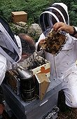 Searching for queens at the conservancy apiary of Ouessant ; Report Honey bee of Bretagne.