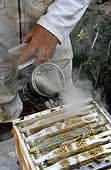 Enfumage d'une ruche au rucher conservatoire d'Ouessant ; Reportage Abeille noire de Bretagne.