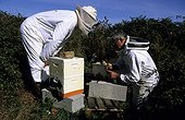 Selection of queens at the conservancy apiary of Ouessant ; The selected queens are sold and dispatched on the continent.