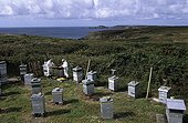 Apiculteurs dans le rucher conservatoire d'Ouessant ; Reportage Abeille noire de Bretagne.
