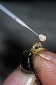 Prélèvement de sperme sur un faux-bourdon d'Abeille noire ; Reportage Abeille noire de Bretagne.