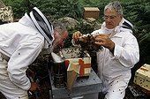 Searching for queens at the conservancy apiary of Ouessant ; Report Honey bee of Bretagne.<br>
