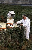 Beekeepers working at the apiary Ouessant island Bretagne ; Report Honey bee of Bretagne.<br>