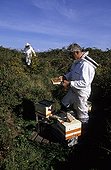 Beekeepers working at the apiary Ouessant island Bretagne ; Report Honey bee of Bretagne.<br>