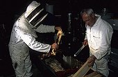 Récolte du miel d'Abeille noire Ile d'Ouessant Bretagne ; Reportage Abeille noire de Bretagne.