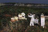 Apiculteurs travaillant au rucher Ile d'Ouessant Bretagne ; Reportage Abeille noire de Bretagne.