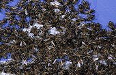 Honey bees gathering at the entrance of a hive Bretagne ; Plundering behaviour.