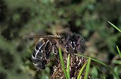 Honey bee worker in search of pollen Ouessant island ; Report Honey bee of Bretagne.<br><br><br>