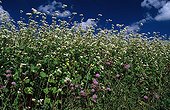 Buckwheat field in bloom Bretagne ; Flower gathered by Honey bee of Bretagne.
