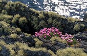 Gazon d'espagne en fleurs parmi le Lichen Ile d'Ouessant ; Fleur butinée par l'Abeille noire de Bretagne.<br/>