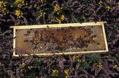 Cadre de ruche posé dans les fleurs Ile d'Ouessant Bretagne ; Fleurs butinées par l'Abeille noire de Bretagne.<br/>
