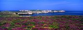 Keller island seen from moors of Ouessant Bretagne ; Flowers gathered by Honey bee of Bretagne.