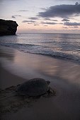 Green sea turtle coming back to sea after laying eggs Oman ; Ras al Had beach.
