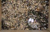 Common swift eggs in a nest Sweden