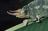 Chameleon with horns going on the section of a sheet