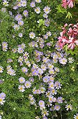 Brachycome en fleur dans un jardin en été