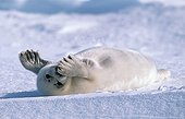Young Harp Seal laid down in snow Canada ; Gulf of St. Lawrence.