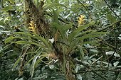 Broméliaceae in underwood Atlantic Forest Brazil 