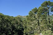 Forest of Araucarias in the national park of Itatiaia Brazil 