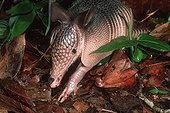Nine-banded Armadillo searching for food in undergrowth