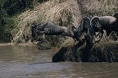 Migration of wildebeest in the reserve of Masaï Mara Kenya 