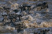 Migration of wildebeest in the reserve of Masaï Mara Kenya 