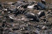 Vultures on Wildebeest corpses during the migration Kenya