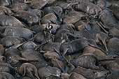 Vulture on Wildebeest corpses during the migration Kenya