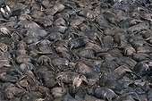 Vultures on Wildebeest corpses during the migration Kenya