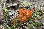 Yellow staghorn fungus in the forest of Brotonne France