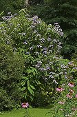 Hortensia 'Villosa' en fleur dans un jardin en été