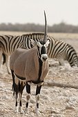 Unicorn Gemsbok and Zebra National park of Etosha Namibia