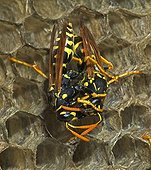 Trophallaxis between two European Paper Wasps New York USA ; Introduced to Boston area from central Europe in 1980's. It presently occurs coast to coast in the USA where itdisplaces native species.