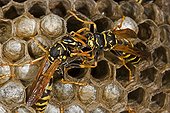 Trophallaxis between two European Paper Wasps New York USA ; Introduced to Boston area from central Europe in 1980's. The species presently occurs coast to coast in the USA where itdisplaces native species.