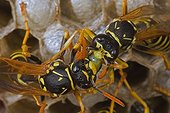 Trophallaxis between two European Paper Wasps New York USA ; A male (right) is fed by a female (left).<br>Introduced to Boston area from central Europe in 1980's. The species presently occurs coast to coast in the USA where itdisplaces native species.