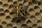 Trophallaxis between two European Paper Wasps New York USA ; Introduced to Boston area from central Europe in 1980's. The species presently occurs coast to coast in the USA where itdisplaces native species.