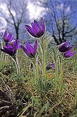 Anémones pulsatilles au début du printemps Lorraine France ; Sur les pelouses calcaires. Floraison des " violettes au coeur d'or" annonciatrices de la belle saison.