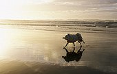 Dog bringing back an object while running on the beach ; Game and training of the dog to bring back an object.