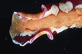 Undulation of Nudibranch in full water Fiji