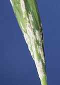 Oidium on a wheat leaf France ; April 20, 2004.