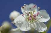 Macrophotography of Pear tree flower France