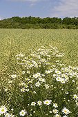 Disc Mayweed in a field of Turnip France