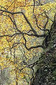 Common Beech in gorges of Audeux France