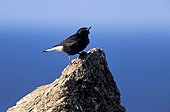 Black Wheatear male singing on a rock Spain