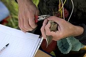 Tagging of Great Reed Warbler Vaucluse France ; Etang de Courthézon, site managed by the Conservatoire-Etudes des Ecosystèmes de Provence.<br>Bird tagging is controlled by the Centre de Recherche sur la Biologie des Populations d'Oiseaux, with people having a permit.