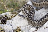 Orsini's Viper in defense attitude Mont Ventoux France